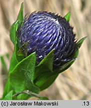 Globularia punctata (kulnik kropkowany)