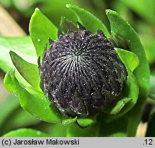 Globularia punctata (kulnik kropkowany)