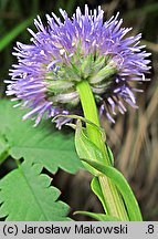 Globularia punctata (kulnik kropkowany)