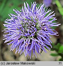 Globularia punctata (kulnik kropkowany)