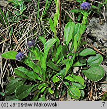 Globularia punctata (kulnik kropkowany)