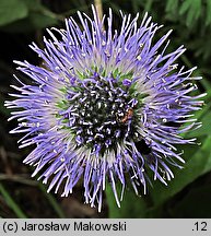 Globularia punctata (kulnik kropkowany)