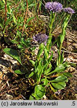 Globularia punctata (kulnik kropkowany)