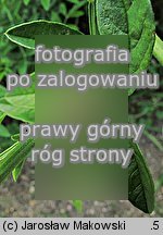 Glycyrrhiza echinata (lukrecja najeżona)