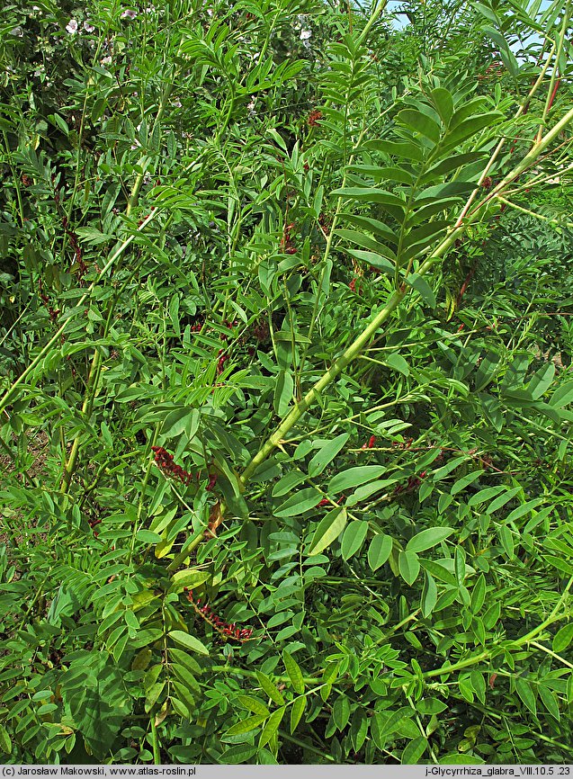 Glycyrrhiza glabra (lukrecja gładka)