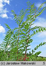 Glycyrrhiza glabra (lukrecja gładka)