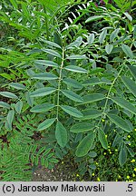 Glycyrrhiza glabra (lukrecja gładka)