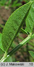 Glycyrrhiza glabra (lukrecja gładka)