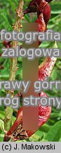 Glycyrrhiza glabra (lukrecja gładka)
