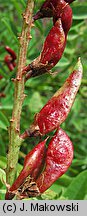 Glycyrrhiza glabra (lukrecja gładka)