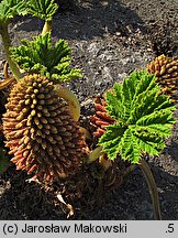 Gunnera manicata (gunnera olbrzymia)