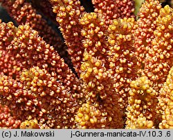 Gunnera manicata (gunnera olbrzymia)