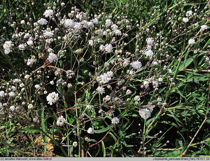 Gypsophila paniculata Bristol Fairy