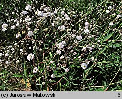 Gypsophila paniculata Bristol Fairy