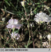 Gypsophila paniculata Bristol Fairy