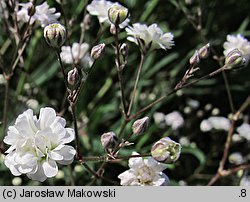 Gypsophila paniculata Bristol Fairy