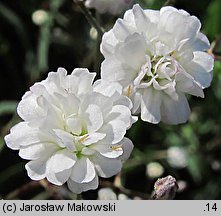 Gypsophila paniculata Bristol Fairy