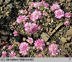 Gypsophila paniculata Flamingo