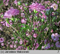 Gypsophila paniculata Flamingo