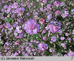 Gypsophila paniculata Flamingo