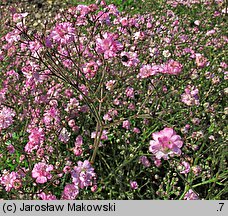 Gypsophila paniculata Flamingo