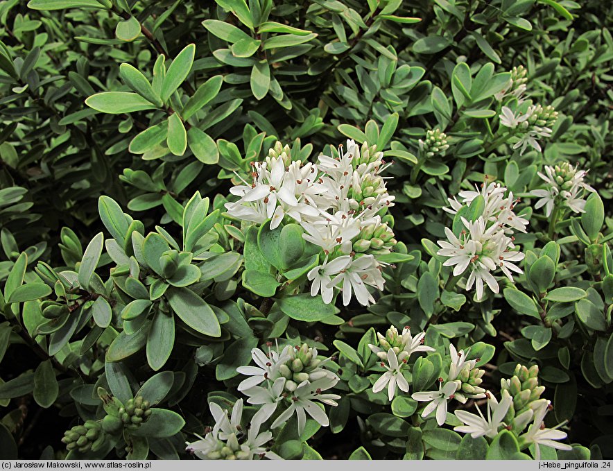 Veronica pinguifolia (hebe tłustolistna)