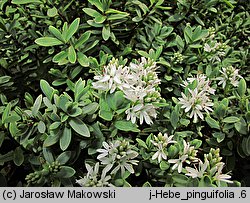 Veronica pinguifolia (hebe tłustolistna)