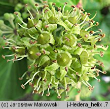 Hedera helix (bluszcz pospolity)