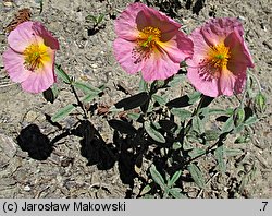 Helianthemum ×hybridum (posłonek ogrodowy)