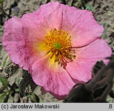 Helianthemum ×hybridum (posłonek ogrodowy)