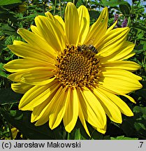 Helianthus decapetalus Triomphe de Grand