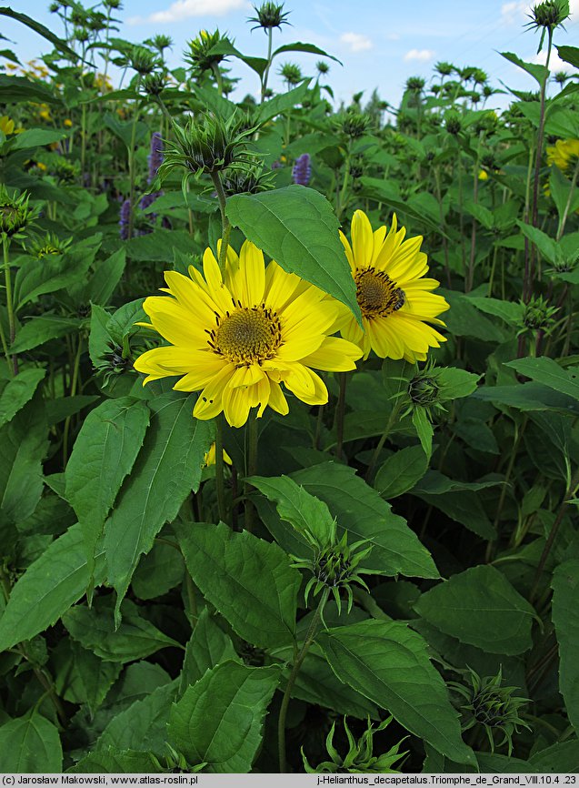 Helianthus decapetalus Triomphe de Grand