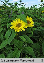 Helianthus decapetalus Triomphe de Grand