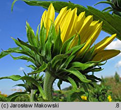 Helianthus decapetalus Triomphe de Grand