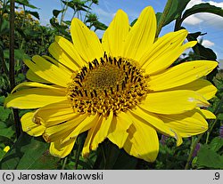 Helianthus decapetalus Triomphe de Grand