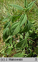 Helianthus tuberosus (słonecznik bulwiasty)