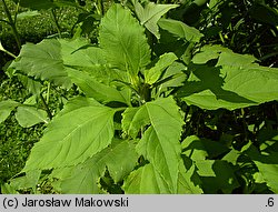 Helianthus tuberosus (słonecznik bulwiasty)