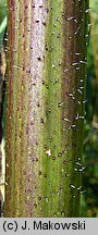 Helianthus tuberosus (słonecznik bulwiasty)