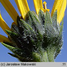 Helianthus tuberosus (słonecznik bulwiasty)