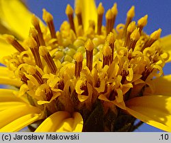 Helianthus tuberosus (słonecznik bulwiasty)