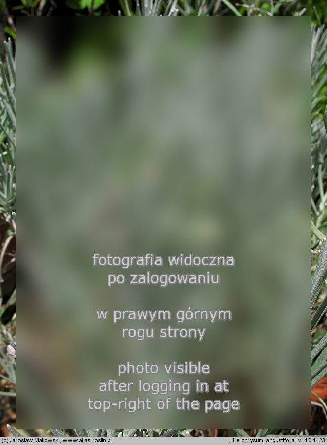 Helichrysum litoreum