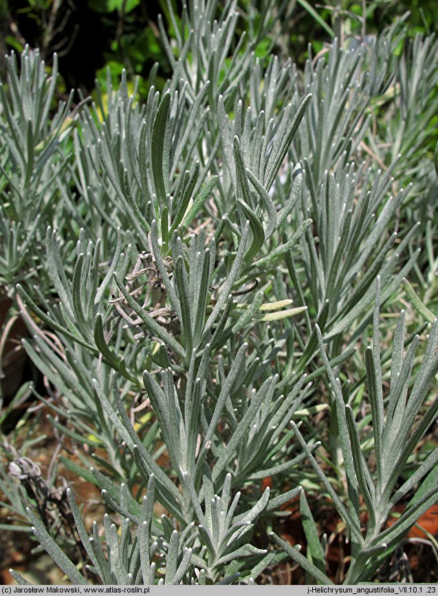 Helichrysum litoreum