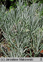 Helichrysum litoreum