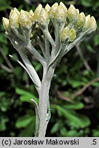 Helichrysum litoreum