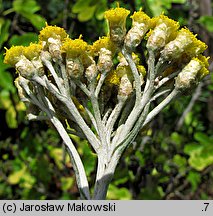 Helichrysum litoreum