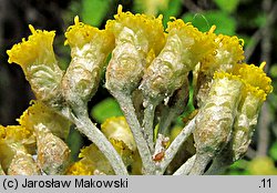 Helichrysum litoreum