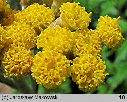 Helichrysum litoreum