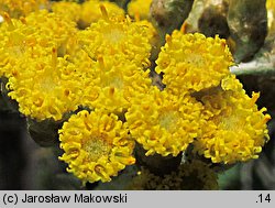 Helichrysum litoreum