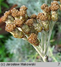 Helichrysum litoreum