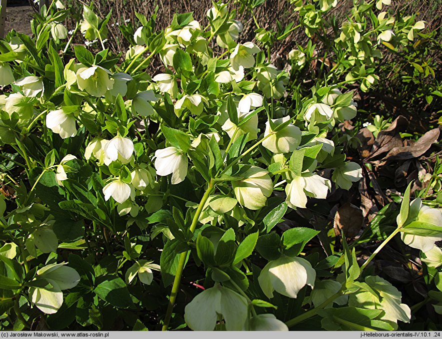 Helleborus orientalis (ciemiernik wschodni)